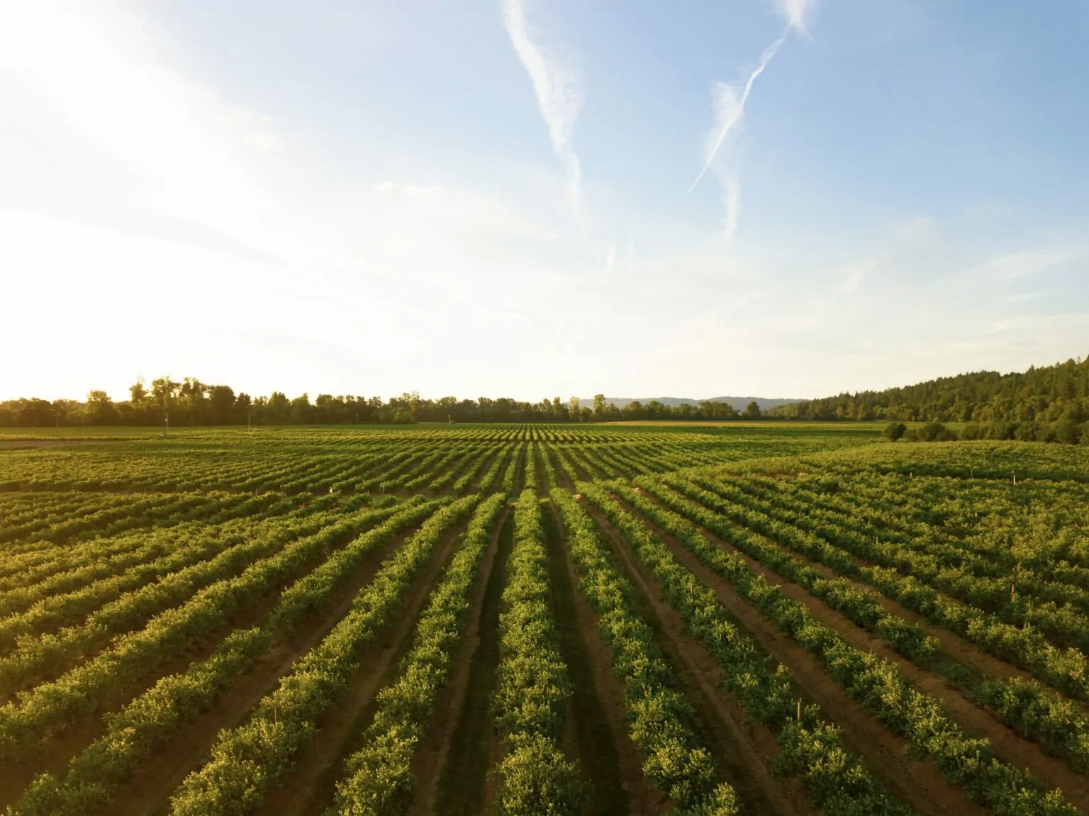A panoramic view of lush farmland in Bangladesh.